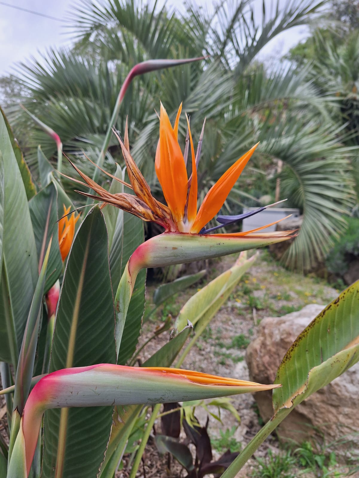 Fleurs du paradis dans le jardin du Mas Farigola — séjour de rêve en Roussillon